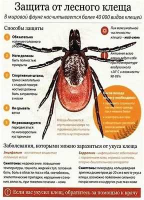 Подобие кольцевидной эритемы. Не болит. Слегка увеличилась - Вопрос  дерматологу - 03 Онлайн