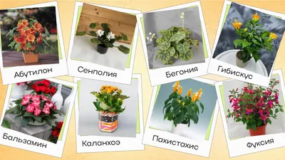 Самые неприхотливые комнатные растения - полезные статьи о садоводстве от  Agro-Market24
