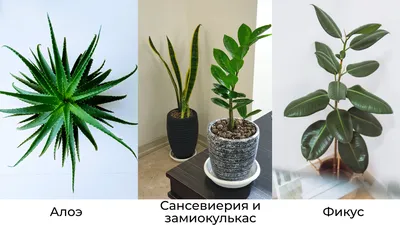 Тренды 2020: самые модные комнатные растения | myDecor