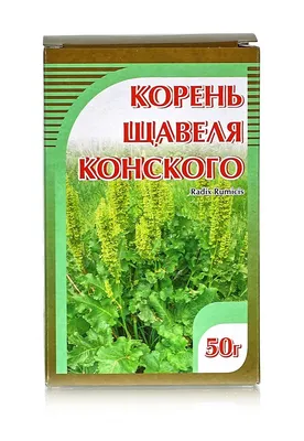 Щавель конский (густой) / Щавель / Пряно-вкусовые / Энциклопедия растений /  FloraPedia.ru - Энциклопедия растений