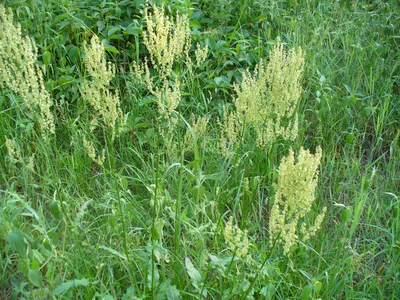 Лекарственное растение Щавель конский (Rumex confertus) Stock Photo | Adobe  Stock