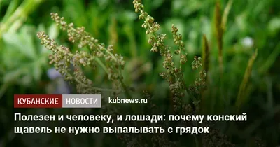 Конский щавель, молоденькие листья - защита от бактерий и воспалений. -  ПриродоСоОбразно