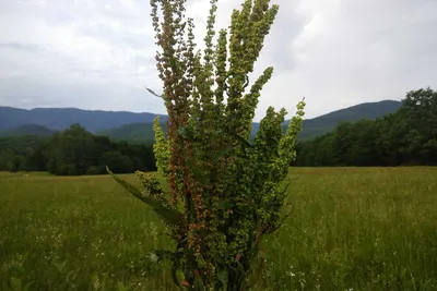 Щавель конский (Rumex confertus Willd.) - лекарственное растение. Описание,  действие, применение, вещества, полезные свойства и противопоказания.  Лекарственная трава. Используют Корень. 5 фото | 🍀 Herbana.World