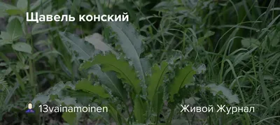 Щавель (Rumex)