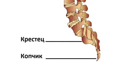 Почему болит копчик и что с этим делать - Лайфхакер