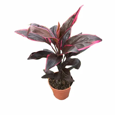 Коллекции растений ЦСБС СО РАН - Cordyline australis (G.Forst.) Endl. –  Кордилина южная