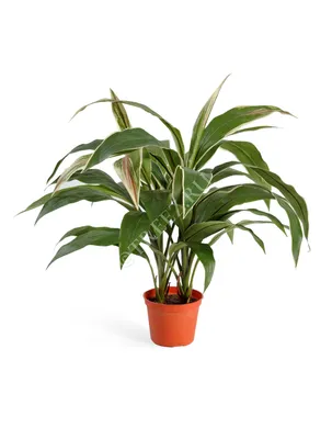 Кордилина Рэд Эйдж (Cordyline Fruticosa Red Edge) - Живая планета