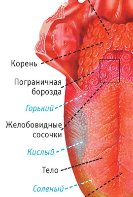 Болит корень языка: причины и методы лечения, диагностика, симптомы, как  предотвратить