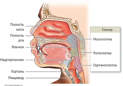 Реконструкция языка | NEOPLASTY