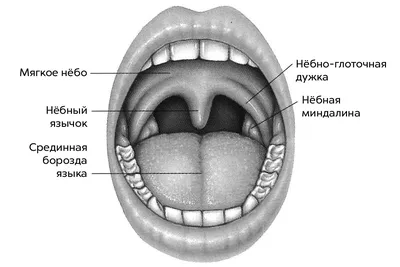 Уплотнение у корня языка, что это? Недавно когда сильно высунул язык увидел  | MedAboutMe