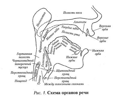 Диагностика - Опухоли головы и шеи