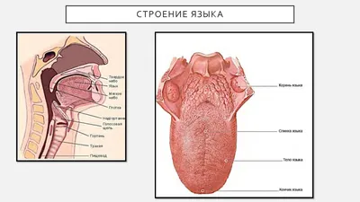 Болит корень языка: причины и методы лечения