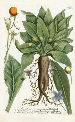 Mandragora OFFICINARUM (Мандрагора лекарственная): купить 1 семя c  доставкой почтой 🌸 Адениум дома