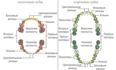 Как отличить молочный зуб от коренного | Стоматологическая клиника «Дентал  Эффект»