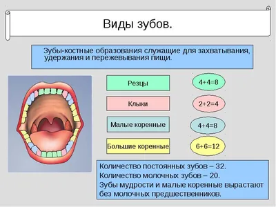 Когда вырастают коренные зубы у детей: симптомы, как облегчить, схема