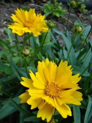 Кореопсис красильный (Coreopsis Tinctoria)