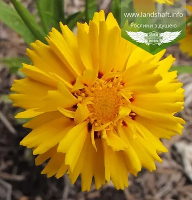 Coreopsis grandiflora 'Heliot', Кореопсис крупноцветковый 'Хелиот'