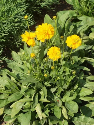 Кореопсис крупноцветковый (Coreopsis grandiflora `Eraly Sanrise`)