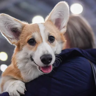 Корги в Израиле - Welsh Corgi in Israel - וולש קורגי / Sababa Shire kennel