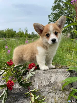 Сколько стоит щенок корги? - welsh-corgi.by