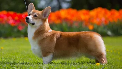 Вельш корги пемброк (Pembroke Welsh Corgi) - это жизнерадостная,  дружелюбная, умная порода собак. Фото, описание и отзывы.