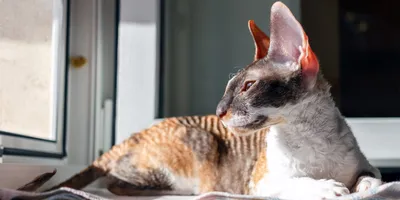 Корниш-рекс, какие окрасы бывают? | Cats_cornishrex | Дзен