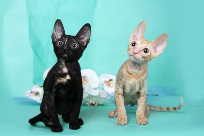 Корниш-рекс,Cornish Rex