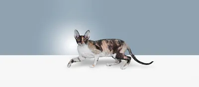 Bildresultat för cornish rex | Корниш-рекс, Милые котики, Котята