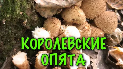 Королевские опята...