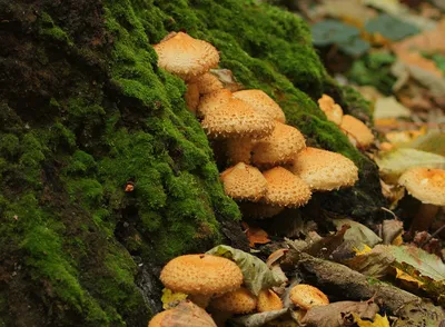 Отличный сбор грибов! Нашел королевские опята! /Excellent honey mushroom  picking! - YouTube