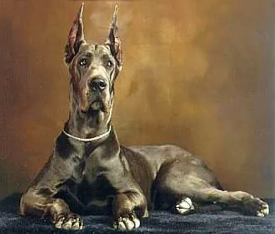 Немецкий дог | Great dane dogs, Dane dog, Dane puppies