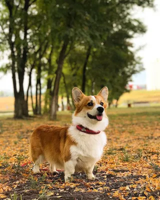 Фото: Королевский корги (The Queen's Corgi) | Фото 4