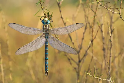 Datei:Common hawker. Коромысло голубое.jpg – Wikipedia