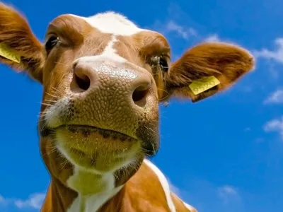 Обои с коровами | Корова | Cow wallpapers | Cow | 🐮 | 🐄 | Животные, Коровы,  Фотографии животных