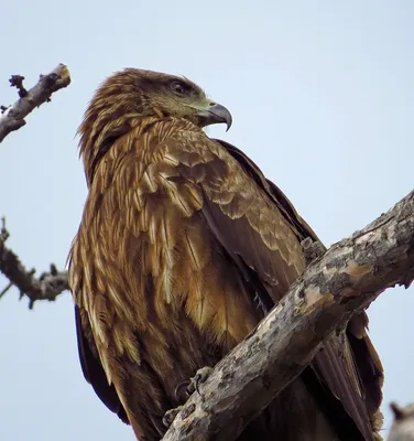 Черный коршун (Milvus migrans) - Приокско-Террасный государственный  природный биосферный заповедник