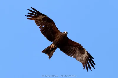 Черный коршун (Milvus migrans)