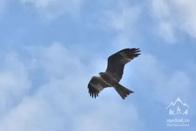 Силуэт Eaglesчерный Коршун — стоковые фотографии и другие картинки 2015 -  2015, Black Kite, Абстрактный - iStock