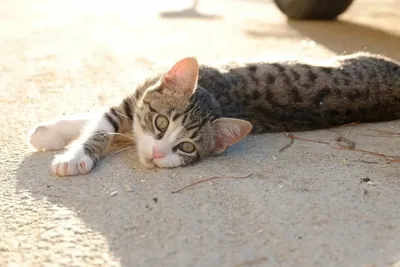 Стригущий лишай у кошек фото признаки и лечение в домашних условиях  (мокнущий и розовый лишай)