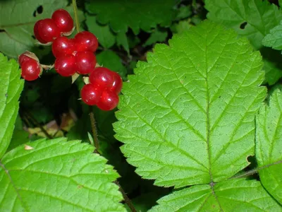 Костяника каменистая (Rubus saxatilis L.)