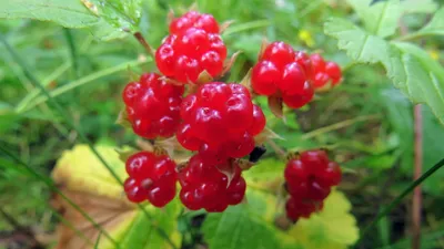 Костяника каменистая (Rubus saxatilis L.)