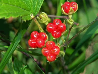 Фотокаталог растений: Костяника (Rubus saxatilis)