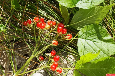 Костяника (Rubus saxatilis)