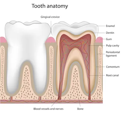 Костная пластика и имплантация зубов | Стоматология Улыбка