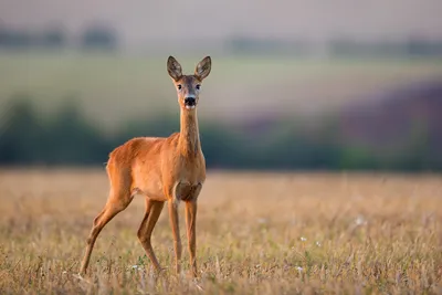 Европейская косуля (Capreolus capreolus) - Природный парк Олений