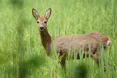 Бег Косуля Buck — стоковые фотографии и другие картинки Бегать - Бегать,  Косуля, Roebuck Bay - iStock