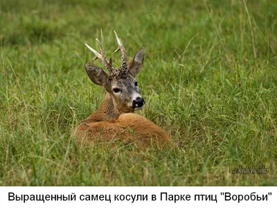 Европейская косуля. Фото и описание животного