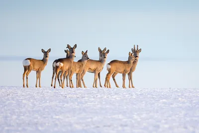 Европейская косуля (Capreolus capreolus) - Природный парк Олений