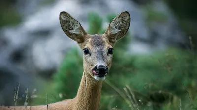 Косуля европейская (лат. Capreolus capreolus)