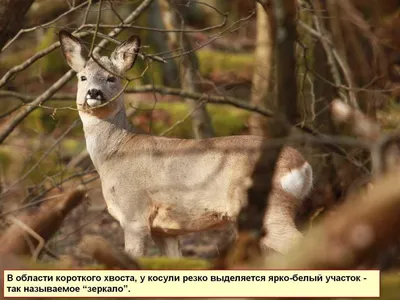 Даурский заповедник - Косули,раз-два, стройся!