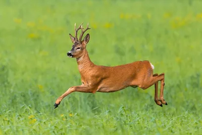 Европейская косуля (Capreolus capreolus) - Природный парк Олений